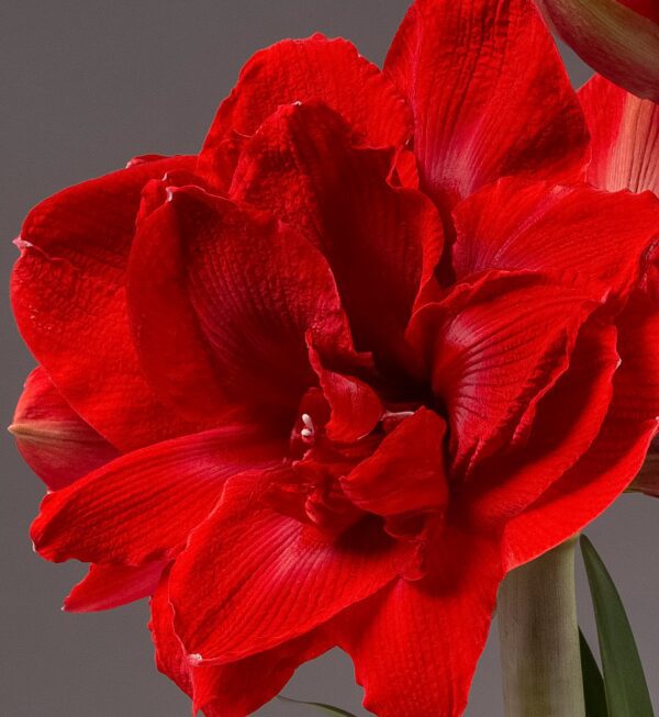 Close-up image of a vibrant red Velvet Nymph Amaryllis - Bare Bulb flower in full bloom against a gray background. The velvety petals are richly colored, showcasing detailed textures and gently curved edges. The green stem is slightly visible at the bottom right of the flower.