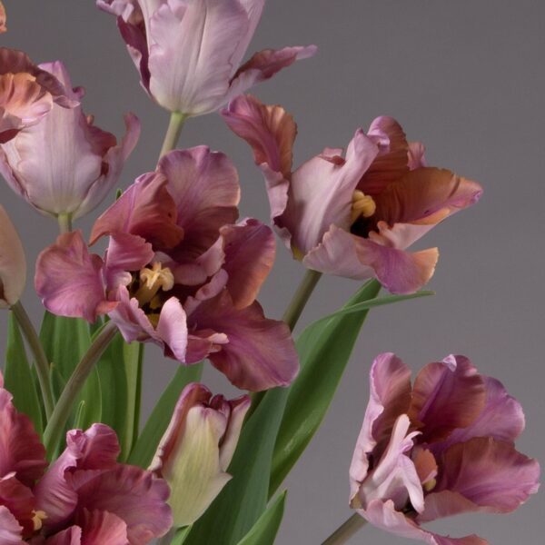 A close-up of several blooming Vovos Potted Tulips reveals their ruffled petals and green leaves, set against a plain, neutral background. The pink and purple flowers showcase various shades, creating a rich, vibrant appearance.