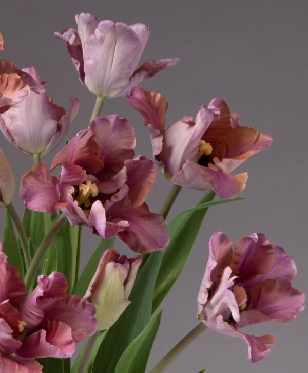 A close-up of several blooming Vovos Potted Tulips reveals their ruffled petals and green leaves, set against a plain, neutral background. The pink and purple flowers showcase various shades, creating a rich, vibrant appearance.