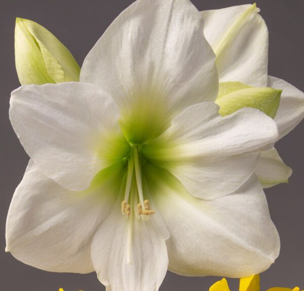 A close-up of the **Wedding Dance Amaryllis** in full bloom reveals its delicate white petals, with a subtle touch of green at the center. Two buds can be seen in the background, adding to the scene's depth. The intricate texture of each petal is highlighted, embodying natural elegance against a soft gray backdrop reminiscent of a wedding dance’s grace.