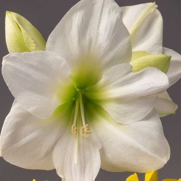 A close-up of the **Wedding Dance Amaryllis** in full bloom reveals its delicate white petals, with a subtle touch of green at the center. Two buds can be seen in the background, adding to the scene's depth. The intricate texture of each petal is highlighted, embodying natural elegance against a soft gray backdrop reminiscent of a wedding dance’s grace.