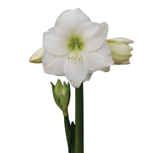 The Wedding Dance Amaryllis - Bare Bulb showcases a pristine white amaryllis flower in full bloom accompanied by two partially opened buds and one closed bud on a long green stem, all set against a plain white background, evoking the elegance of a graceful wedding dance.