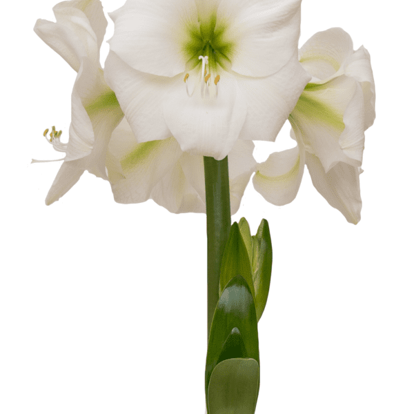 A close-up image of the Wedding Dance Amaryllis - Bare Bulb in full bloom, showcasing several elegant white flowers on a single green stem. The petals, exuding the grace of a wedding dance, are crisp white with hints of green near the center, which features prominent stamens. Broad green leaves emerge from the bulb at the base.