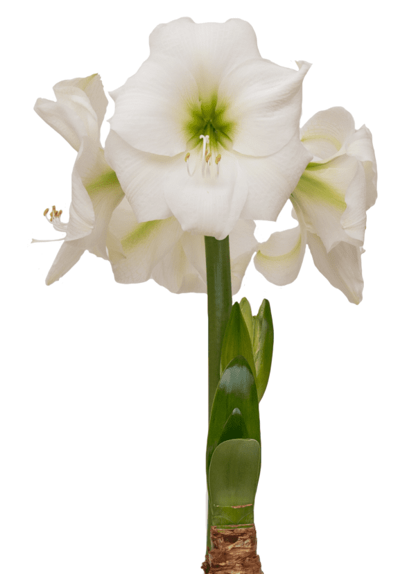 A close-up image of the Wedding Dance Amaryllis - Bare Bulb in full bloom, showcasing several elegant white flowers on a single green stem. The petals, exuding the grace of a wedding dance, are crisp white with hints of green near the center, which features prominent stamens. Broad green leaves emerge from the bulb at the base.