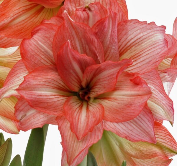 Close-up image of a vibrant Zombie Amaryllis flower in full bloom, displaying a striking red and white striped pattern on its petals. The lush green stems and leaves are visible in the background, highlighting the beauty of this stunning plant.