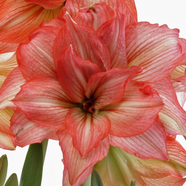 Close-up image of a vibrant Zombie Amaryllis flower in full bloom, displaying a striking red and white striped pattern on its petals. The lush green stems and leaves are visible in the background, highlighting the beauty of this stunning plant.