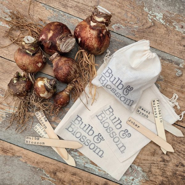 Top view of several flower bulbs spread on a wooden surface. Included are two white drawstring bags labeled "Bulb & Blossom" and various wooden tags with writings like "Sweet Nymph", "Joseph", and "Iceberg". The rustic and organized arrangement highlights potted amaryllis and tulip bulbs for sale.