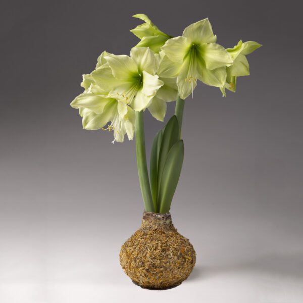 A Calendula Covered Amaryllis Bulb with pale greenish-yellow flowers and broad green leaves grows from a large, round bulb, set against a neutral gray background.