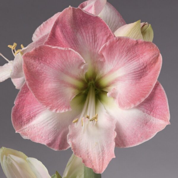 Close-up of a pink and white amaryllis flower in bloom against a plain gray background. The flower, emerging from a Lavender Covered Amaryllis Bulb, has six petals with delicate pink and white gradient hues and green and yellow stamens in the center. Some buds can be seen in the background.