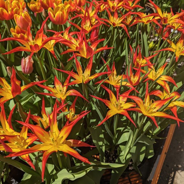 Lush garden filled with vibrant GoGo Red Potted Tulips and yellow star-shaped tulips in full bloom. The fiery red colors of the GoGo Red Potted Tulips stand out vividly against the green leaves, creating a striking and lively display.