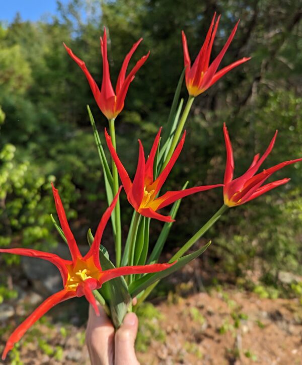 A hand holds a bunch of vibrant GoGo Red Potted Tulips, featuring star-shaped flowers with pointed petals and yellow centers, set against a backdrop of green foliage with sunlight filtering through the trees.