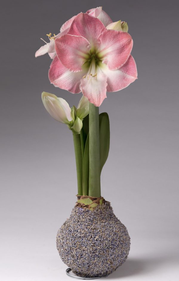 A delicate arrangement showcasing the Lavender Covered Amaryllis Bulb, with a pink and white amaryllis flower in full bloom accompanied by two white buds and long green stems, displayed in a textured, spherical vase against a neutral background.