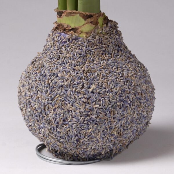 A bulbous base of a plant stem covered with densely packed purple lavender buds, resembling the Lavender Covered Amaryllis Bulb. The lower part of the stem is green and looks fresh, while the lavender buds form a textured and aromatic surface. A metal ring supports the plant at its base.