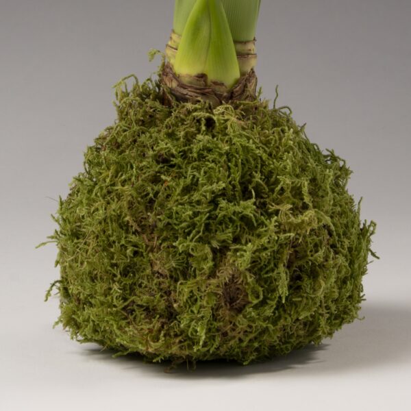 The Moss Covered Amaryllis Bulb features a green kokedama—a ball of soil enveloped in moss—cradling a waxed amaryllis bulb with an elegant stem sprouting from the top. The plain background accentuates the distinct texture of the moss-covered sphere.