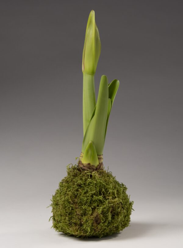 A Moss Covered Amaryllis Bulb with elongated green leaves grows from a moss-covered ball against a gray background.