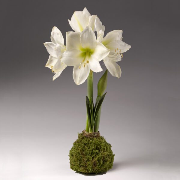 Moss Covered Amaryllis - White Bloom
