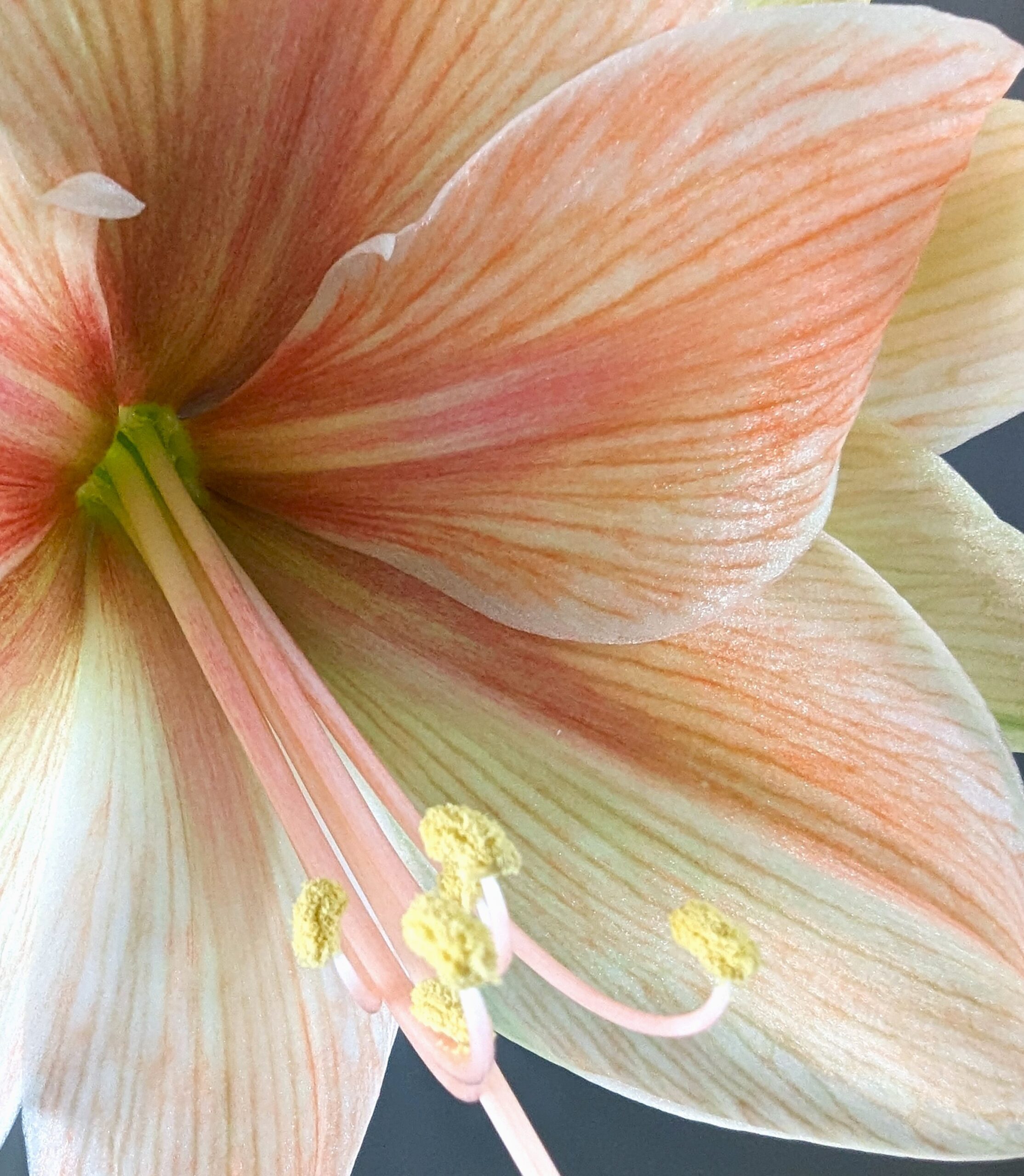 peach amaryllis closeup