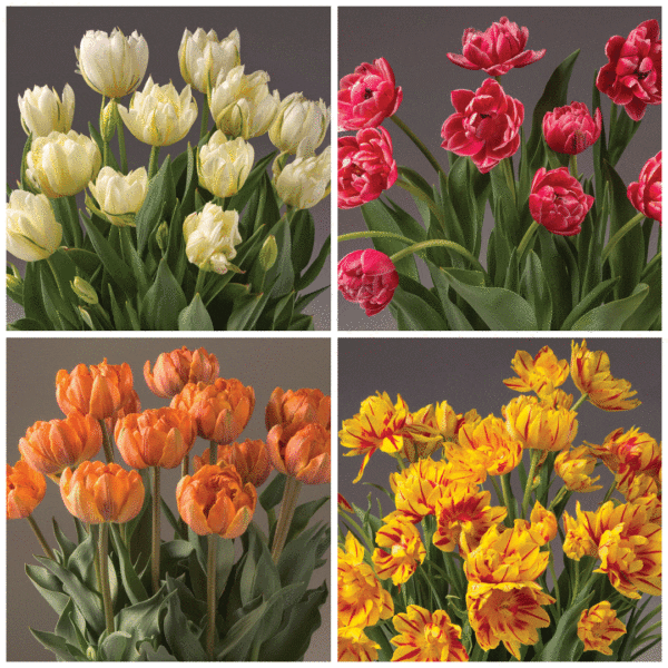 Introducing Four Months of Double Tulips: A collage featuring luxurious white tulips with lush green leaves in the top left, vibrant pink tulips in the top right, radiant orange tulips in the bottom left, and stunning yellow tulips streaked with red in the bottom right. Each arrangement is complemented by verdant green leaves and stems.