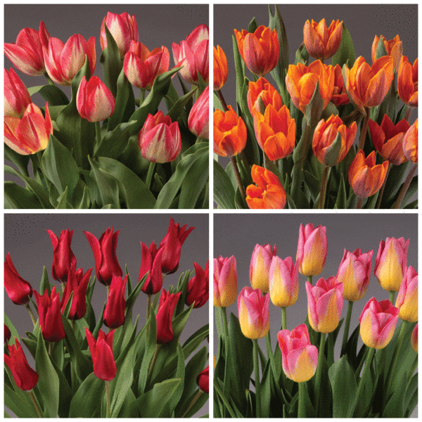 A collage of four images highlighting various tulip varieties for the "Four Months of Single Tulips" collection. The top left features red and white tulips, the top right displays orange and yellow tulips, the bottom left showcases deep red tulips, and the bottom right presents pink and yellow tulips.