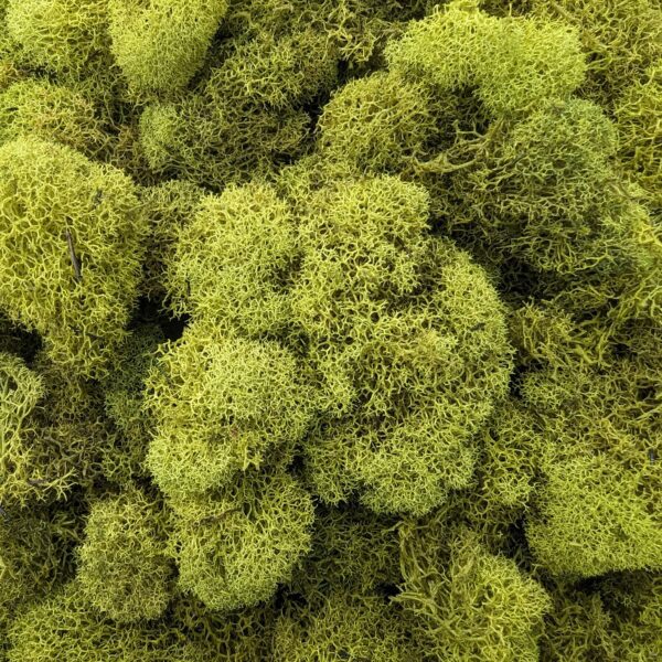 Close-up of a lush, green carpet of Reindeer Moss, featuring a dense, sponge-like texture that is reminiscent of compressed coconut coir. The intricate, curly structures appear vibrant with shades of light green and yellow tinges throughout.