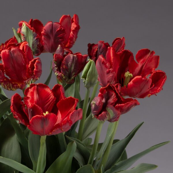 A cluster of vibrant Rococo Potted Tulips featuring ruffled petals and green stems set against a neutral gray background. Among them, some flowers are fully open, revealing yellow centers, while others are still in the process of blooming.