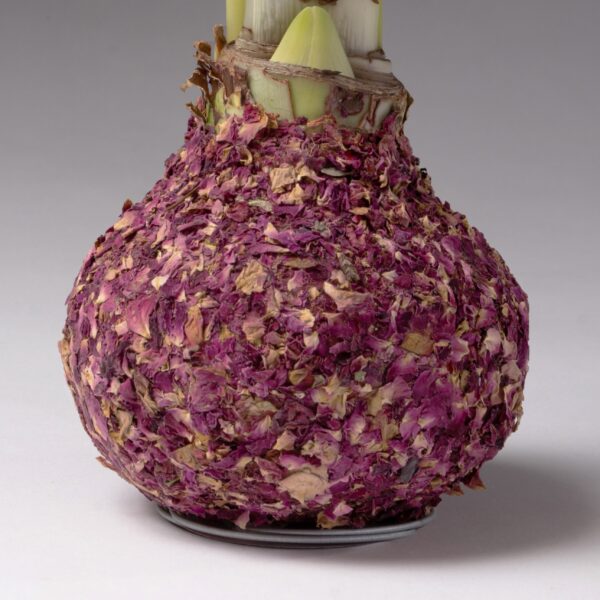 The Rose Petal Covered Amaryllis Bulb, encased in a layer of dried pink petals, rests on a round, silver base. This wide and textured bulb showcases a rough exterior shaped by its overlapping petals. A green sprout shoots up from the top of the rose-like bulb, stretching towards the sky.