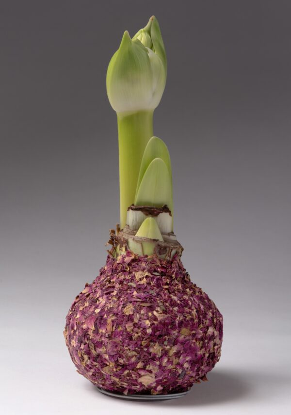 A close-up of a Rose Petal Covered Amaryllis Bulb adorned in purple, textured layers. Two green shoots, one larger than the other, emerge from the top of the bulb. The background is a plain, soft gray, which accentuates the natural and vivid colors of both the bulb and its shoots.