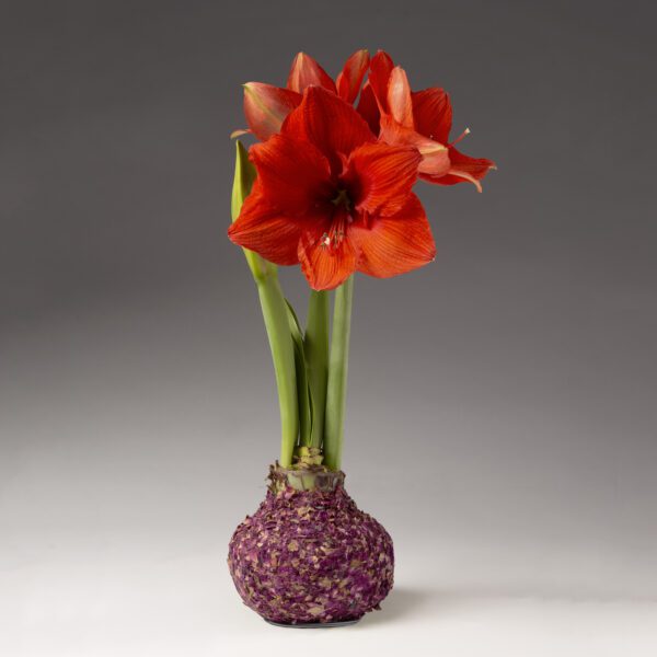 Rose Petal Covered Amaryllis Bulb