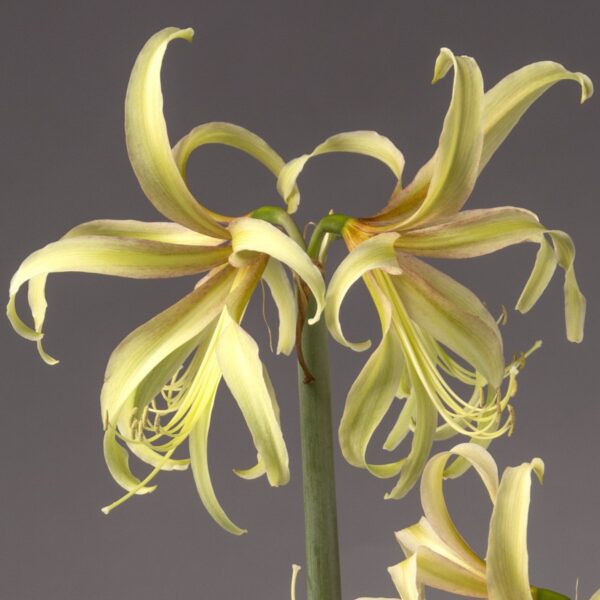 Close-up of Saffron Amaryllis with gracefully curling petals and long, slender stamens. The pale yellow blossoms are arranged symmetrically on the dark green stem, standing out against a neutral gray background.