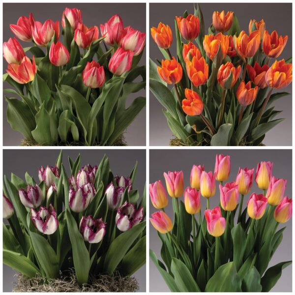 Four Months of Single Tulips