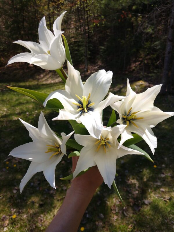 A close-up of a person holding a bouquet of six white lilies with yellow centers and long green leaves. The background shows a grassy area with some trees and sunlight filtering through the foliage, creating a scene as elegant as Tres Chic Potted Tulips.