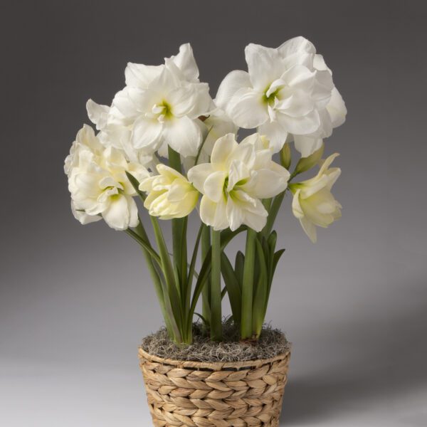 An Alfresco Amaryllis - Potted Trio arrangement: a woven basket filled with white amaryllis flowers in full bloom, featuring dark green stems and leaves emerging from a bed of moss. The background is a plain, neutral grey.