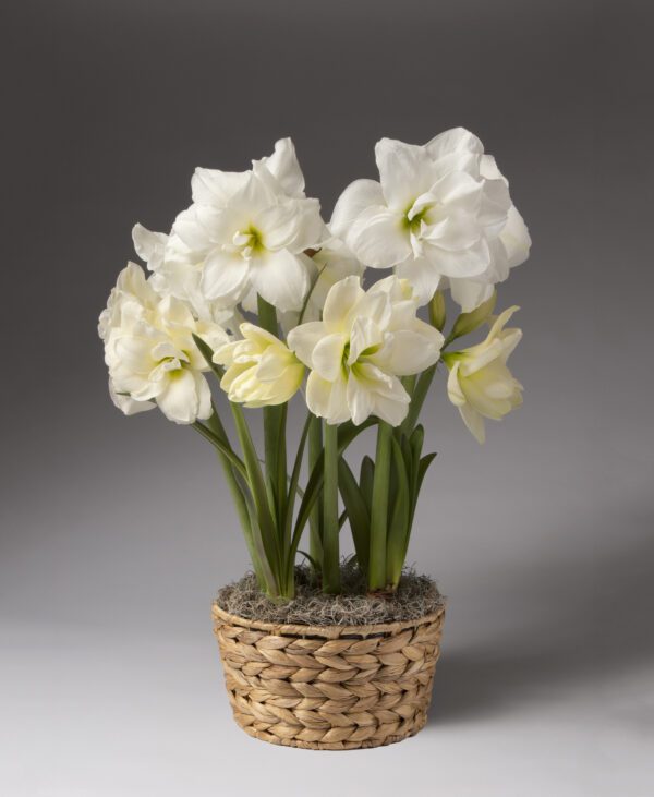 An Alfresco Amaryllis - Potted Trio arrangement: a woven basket filled with white amaryllis flowers in full bloom, featuring dark green stems and leaves emerging from a bed of moss. The background is a plain, neutral grey.