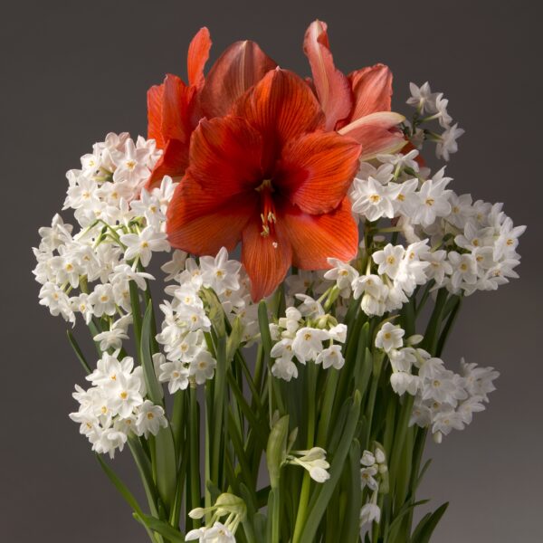 A bouquet featuring the lush and vibrant red blooms of Gold Medal Amaryllis, framed by delicate clusters of white Paperwhites, set against a simple dark background. The green stems and leaves offer a contrasting backdrop, highlighting the colorful flowers beautifully.