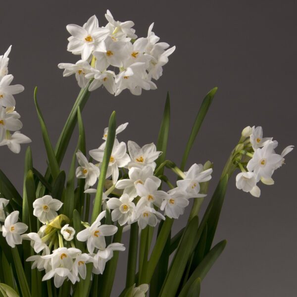 closeup of Ziva paperwhite blossoms