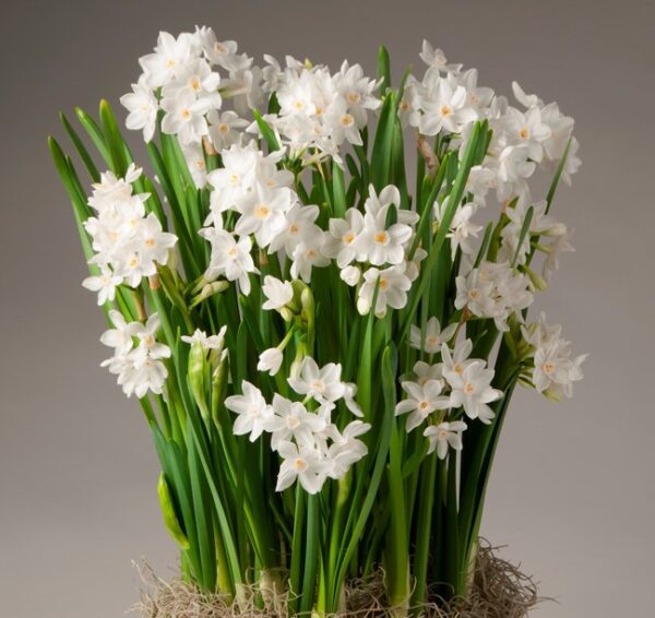 A cluster of Potted Ziva Paperwhites - Large, boasting white daffodil flowers with yellow centers and long green stems, stands against a neutral background. The plant base is surrounded by a bed of dry, brown moss.