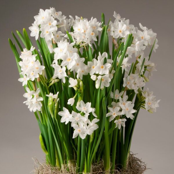 A cluster of Potted Ziva Paperwhites - Large, boasting white daffodil flowers with yellow centers and long green stems, stands against a neutral background. The plant base is surrounded by a bed of dry, brown moss.