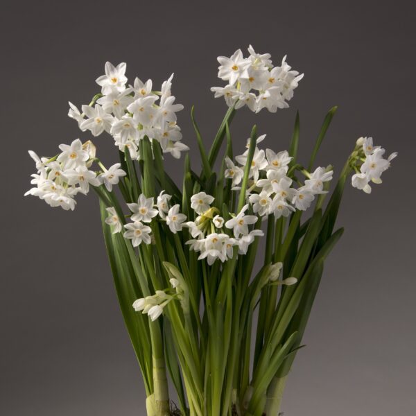 A bouquet of Ziva Paperwhites from the Bare Bulb 12 Pack, with tall green stems, is displayed against a plain gray background. The delicate, star-shaped flowers are clustered on top of the long stalks, showcasing their elegant white petals and yellow centers, reminiscent of the classic beauty of potted paperwhites.