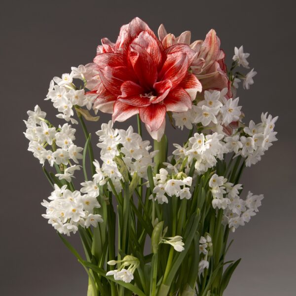 A vibrant flower arrangement, named "Paperwhites and Joker Amaryllis," features a striking large red and white amaryllis bloom, encircled by numerous small white paperwhites. The amaryllis flowers are set against a gray background, with the green stems and leaves providing a beautiful contrast to the delicate petals.