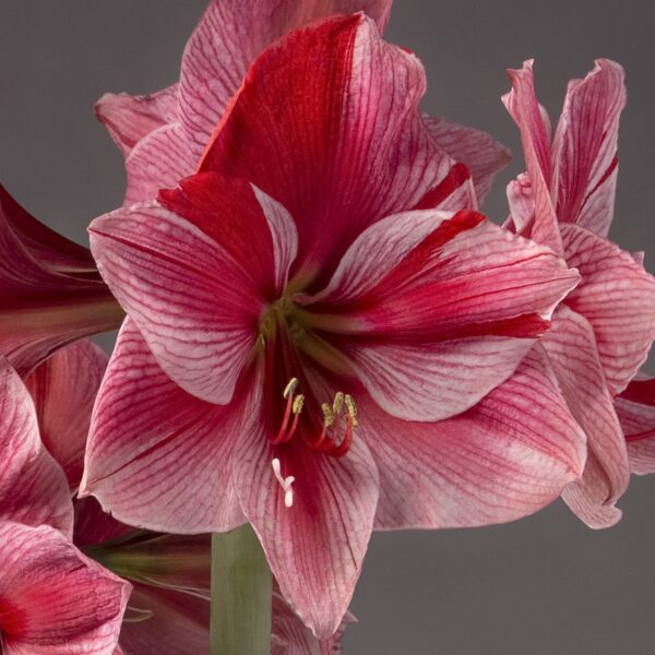 Close-up of the Gervase Amaryllis - Bare Bulb flower in full bloom. The striking pink and red petals with white streaks, along with yellow-tipped stamens, are beautifully showcased in the center. The sharp details of the petals and stamens stand out against the soft grey background.