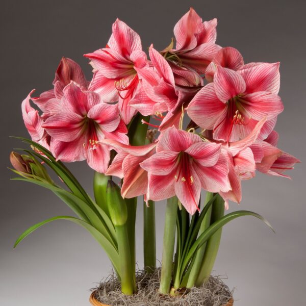 A cluster of vibrant pink and white Gervase Amaryllis - Bare Bulb flowers with long green stems and leaves, set against a neutral gray background. The flowers are in full bloom, showcasing their large, trumpet-shaped petals. Moss covers the base where the stems are planted.