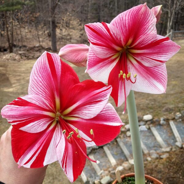 Two vibrant Gervase Amaryllis flowers, featuring red and white striped petals, bloom on tall green stems. One flower is fully open, while the other is partially open. The flowers are held by a hand against a blurred background of a garden and stone steps.