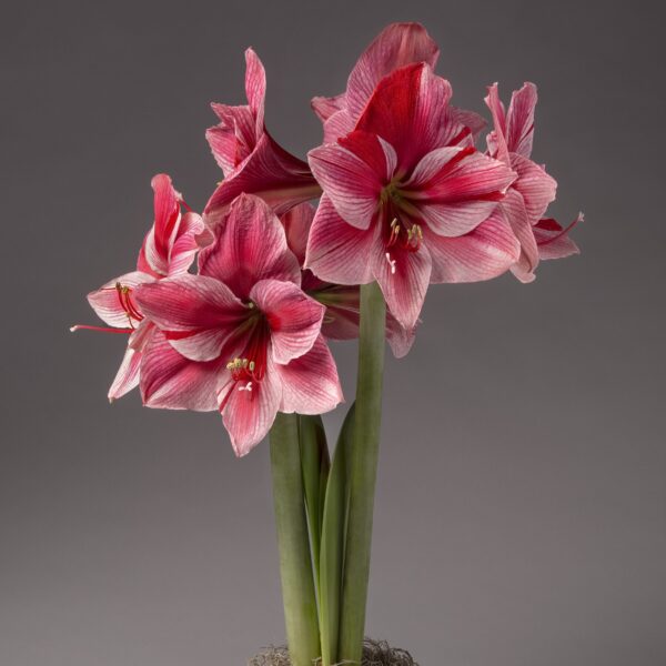 A close-up of a cluster of vibrant pink and red Gervase Amaryllis - Bare Bulb flowers with long green stems against a plain grey background. The flowers feature large, trumpet-shaped blooms with prominently visible stamens.