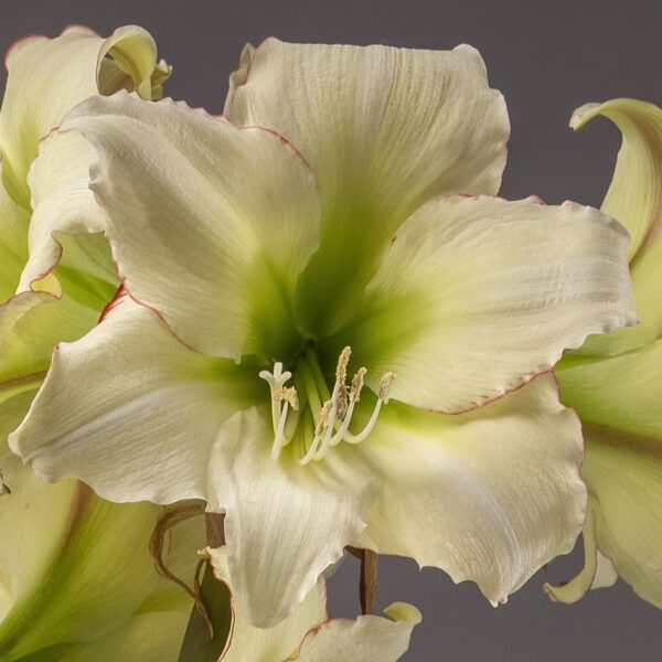 Close-up image of a fully bloomed Lemon Cream Amaryllis - Bare Bulb flower, featuring delicate green accents at its center and faint red edges on the petals. The intricate details of the flower are showcased against a neutral background.