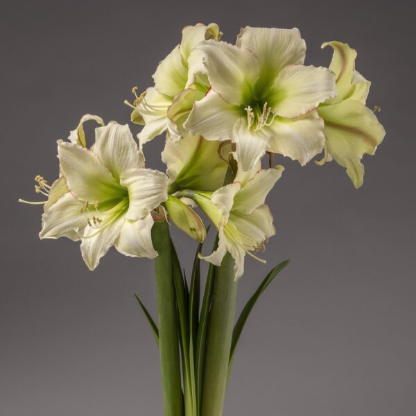 A cluster of light green and white Lemon Cream Amaryllis - Bare Bulb flowers with faint pink edges, attached to tall green stems, is displayed against a plain gray background. The flowers are in full bloom, showcasing their intricate petals and long stamens.