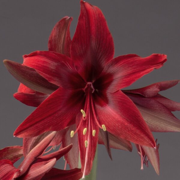 A close-up of a vibrant Red Amazon Amaryllis- Bare Bulb flower in full bloom stands out against a plain gray background. The broad, velvety petals radiate from a dark center, where yellow stamens protrude, adding contrast and detail to this striking flower.