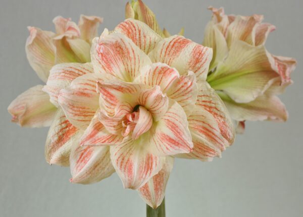 A close-up reveals the blooming Striped Echo Amaryllis, showcasing its pale pink and white petals adorned with delicate red stripes. The soft, muted gray background beautifully emphasizes the intricate details of the petals.
