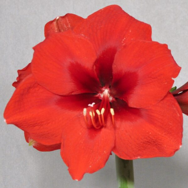 A close-up of a vibrant Debka Amaryllis flower reveals its six bold red petals and central cluster of stamens, elegantly displayed against a neutral background.