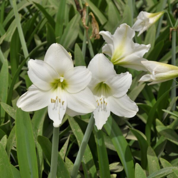 Two Stella Marris Amaryllis flowers, featuring elegant white blooms complemented by green stems and leaves, stand gracefully against a lush garden backdrop.