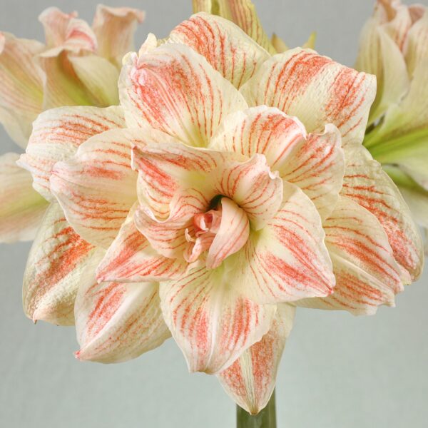 A close-up of the Striped Echo Amaryllis reveals creamy white petals elegantly streaked with soft pink and coral tones. The intricate layers give it a textured, full appearance against a simple, soft gray background that highlights the flower's delicate details.
